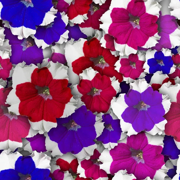 Colorful Background Petunia Flower Seamless Pattern — Stock Photo, Image