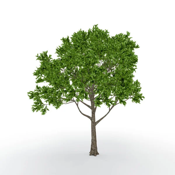 Apple Träd Isolerade Vit Bakgrund Rendering Illustration — Stockfoto