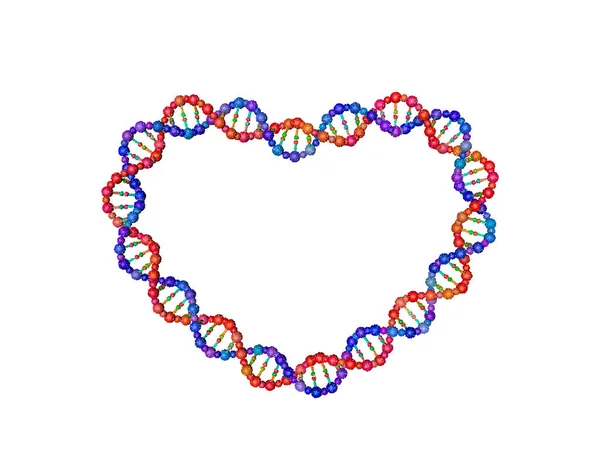 Bundel Van Dna Vorm Van Hart Geïsoleerd Een Witte Achtergrond — Stockvector