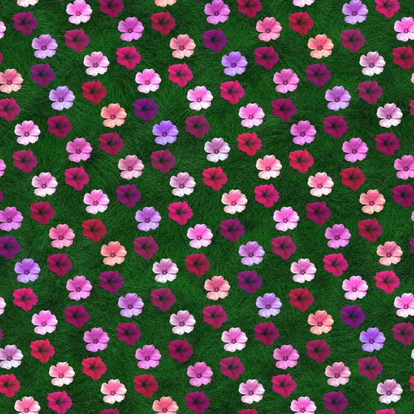 Fondo Decorativo Flores Patrón Colores Sin Costura Petunia Geranium — Foto de Stock