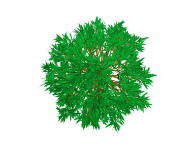 Kayın ağacı. Beyaz arka plan üzerinde izole. 3D vektör çizim. Üstten görünüm.