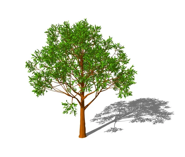 Apple Tree Isolated White Background Rendering Illustration — Stock Photo, Image
