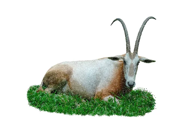 Oryx Gazella Beyaz Arka Plan Üzerinde Izole Vektör Çizim Pointilizm — Stok Vektör