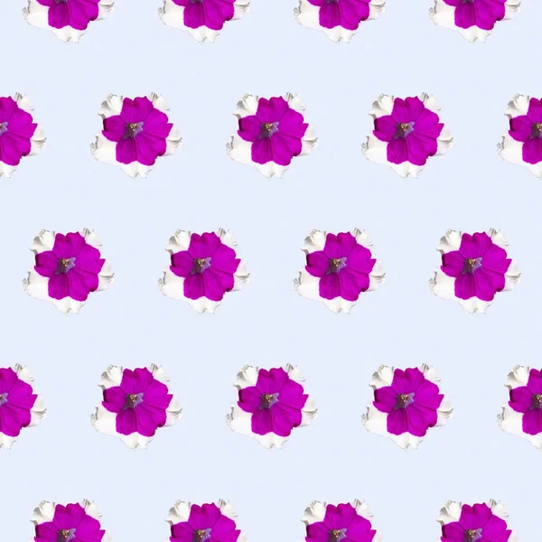 Tło Dekoracyjne Kwiaty Jednolity Wzór Petunia — Zdjęcie stockowe