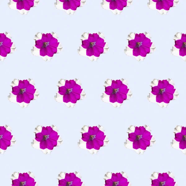 Fondo Decorativo Flores Patrón Sin Costuras Petunia — Foto de Stock