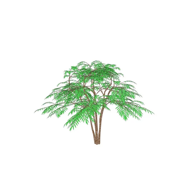 Aralia Träd Isolerade Vit Bakgrund Skiss Illustration — Stockfoto