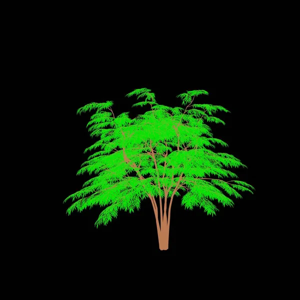 Aralia Tree Isoliert Auf Schwarzem Hintergrund Skizzenillustration — Stockfoto