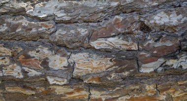 ağaç kabuğu dokusu arkaplanı. 