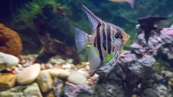 Freshwater Aquarium Fish Pterophyllum Scalare — Stock Photo, Image