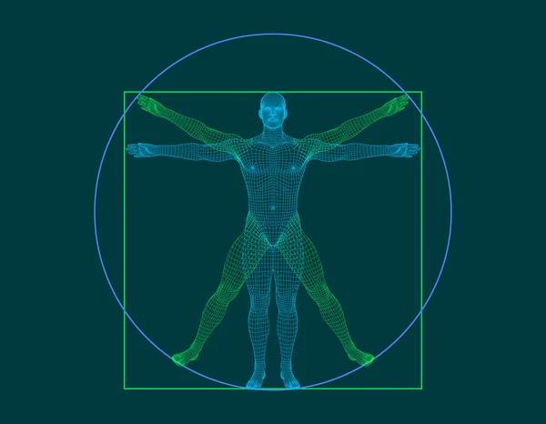 Vitruvian Man Drátový Model Lidského Těla Vektorové Ilustrace Osnovy — Stockový vektor