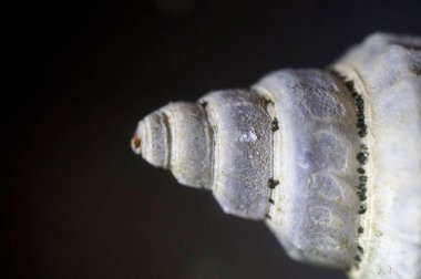 Deniz kabuğu. Makro yakın çekim.