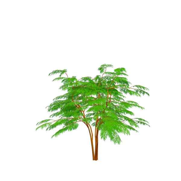 Аралійське Дерево Ізольовані Білому Тлі Візуалізація Ілюстрації Стиль Мультфільму — стокове фото