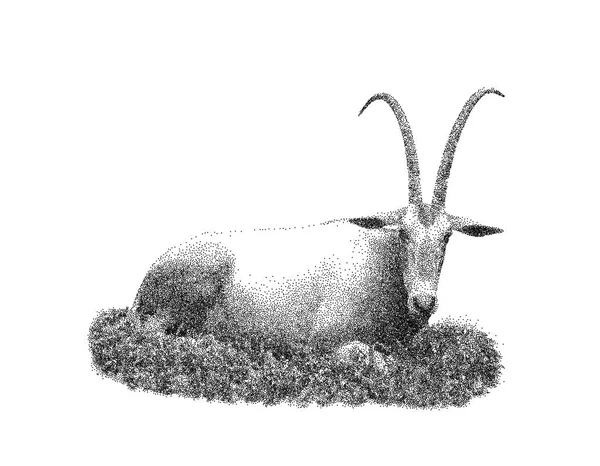 Gacela Oryx Aislado Sobre Fondo Blanco Ilustración Vectorial Estilo Boceto — Archivo Imágenes Vectoriales