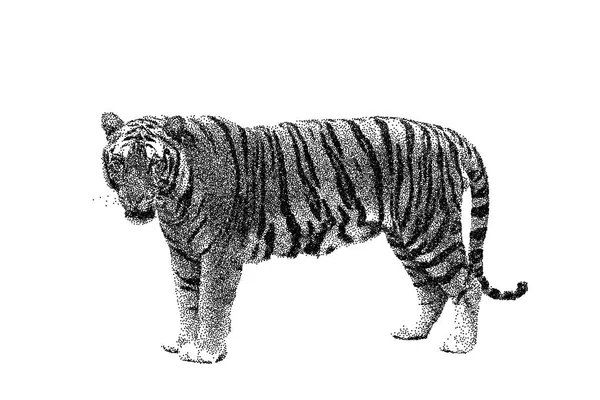 Tigre Isolé Sur Fond Blanc Illustration Vectorielle Style Croquis — Image vectorielle