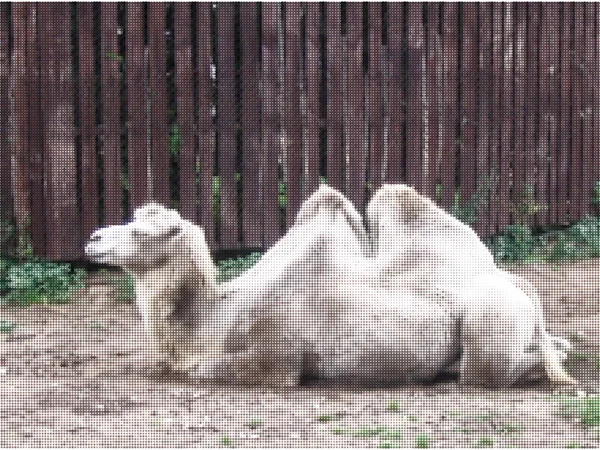 Camelo Descansar Ilustração Colorida Vetorial Estilo Meio Tom —  Vetores de Stock