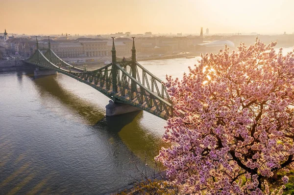 Budapest Magyarország Gyönyörű Cseresznyevirág Szabadság Híd Egy Napos Reggelen Megérkezett — Stock Fotó