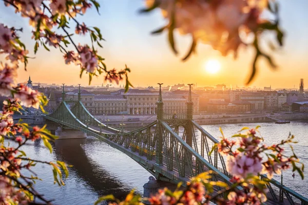 匈牙利布达佩斯 多瑙河上美丽的自由桥 日出时开着传统的黄色电车 前景一片樱花 春天已经到了布达佩斯 — 图库照片