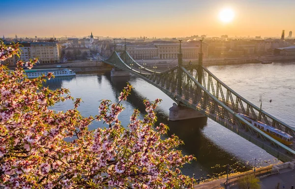 Budapest Magyarország Gyönyörű Cseresznyevirág Napkeltekor Szabadság Híddal Hagyományos Villamossal Háttérben — Stock Fotó