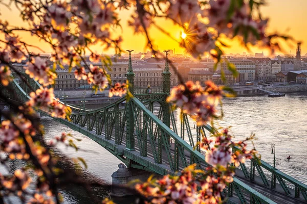 匈牙利布达佩斯 春天在布达佩斯 多瑙河上有着美丽的自由桥 有着传统的黄色有轨电车 金色的日出和樱花的前景 — 图库照片