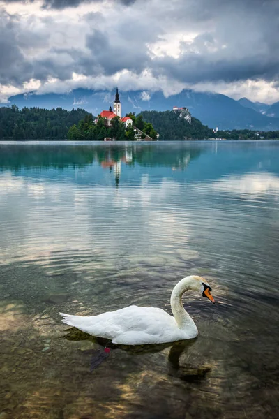 Bled Slovenia White Swan Lake Bled Blejsko Jezero Pilgrimage Church — стокове фото