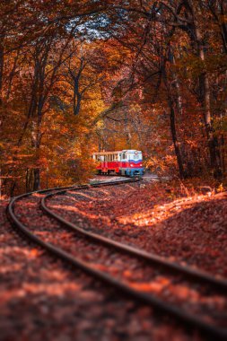 Budapeşte, Macaristan - Macaristan 'ın Huvosvolgy Macar ormanlarındaki S eğrisi üzerinde güzel turuncu ve kırmızı sonbahar ormanları ve yaprakları olan çocuk treni. Tren Huvosvolgy 'den Janos-hegy' ye gidiyor.