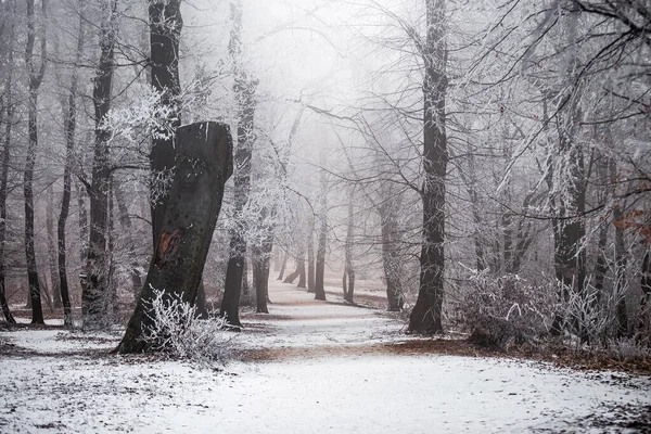 ブダペスト ハンガリー ブダヒルズの人気観光スポットであるスバヘギーの上に雪の木や歩道とノルマファの森で美しい霧の冬のシーン — ストック写真