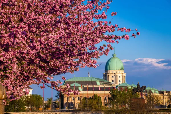 Budapest Magyarország Gyönyörű Virágzó Rózsaszín Japán Cseresznyefák Toth Árpád Sétányon — Stock Fotó