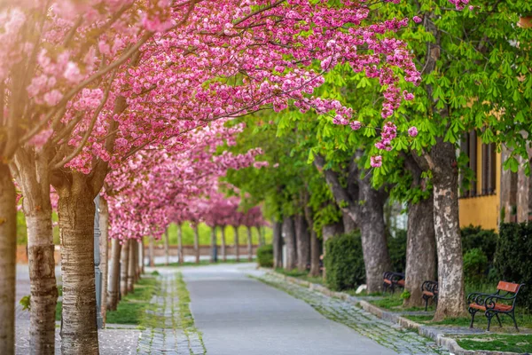 匈牙利布达佩斯 春天温暖 阳光明媚的早晨 在Buda城堡区空旷的Arpad Toth Promenade Toth Arpad Setany 绽放着粉色的日本樱桃树 — 图库照片