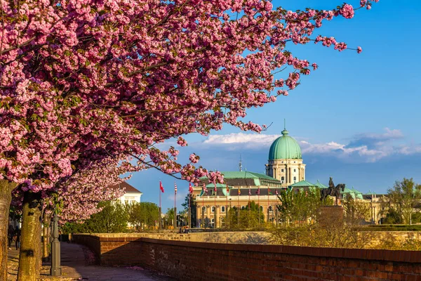 Budapešť Maďarsko Krásné Kvetoucí Růžové Japonské Třešně Promenádě Arpad Toth — Stock fotografie