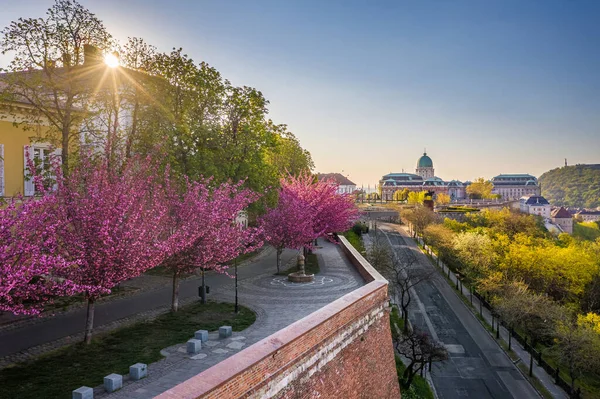 匈牙利布达佩斯 春天日出时分 空中俯瞰Arpad Toth Promenade Toth Arpad Setany 背景是美丽的日本樱花和Buda城堡 — 图库照片