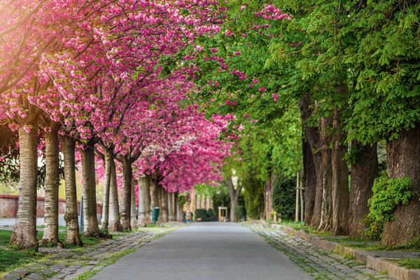 Budapest, Hungary - Blooming pink japanese cherry trees and green chestnut trees at the empty Arpad Toth Promenade (Toth Arpad Setany) at Buda Castle District on a warm, sunny spring morning