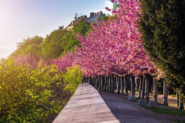 Budapeste Hungria Floração Cerejeiras Japonesas Cor Rosa Arpad Toth Promenade — Fotografia de Stock
