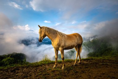 Slovenya, Avrupa - Slovenya Alplerinde altın köknar atı Bulutlar ve sisli bir yaz sabahı