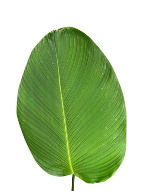 Tropik yapraklar soyut palmiye yaprağı dokuları, doğal yeşil arkaplan, kırpma yolu ile nesne