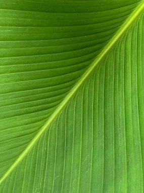 Tropik yapraklar soyut palmiye yaprağı dokuları, doğal yeşil arkaplan, kırpma yolu ile nesne