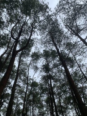Çam ormanı alçak bir açıdan çekilmiş, parlak, bulutlu bir gökyüzüne karşı siluetlenmiş.
