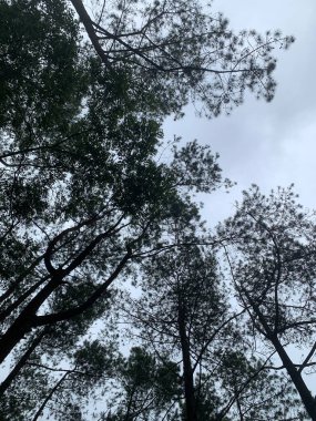 Çam ormanı alçak bir açıdan çekilmiş, parlak, bulutlu bir gökyüzüne karşı siluetlenmiş.