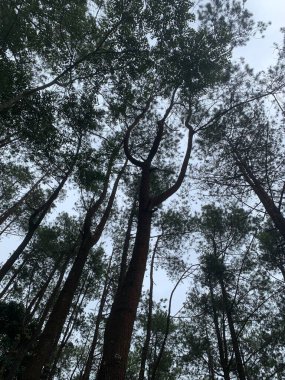 Çam ormanı alçak bir açıdan çekilmiş, parlak, bulutlu bir gökyüzüne karşı siluetlenmiş.