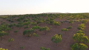 Nehir ve tarım arazileri akşam güneşinde parlar. 4K insansız hava aracı görüntüleri barışçıl tarım ortamını gösteriyor