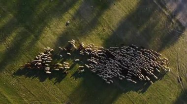 Nehir kıyısında 4K 'da huzurlu bir yolculuk.