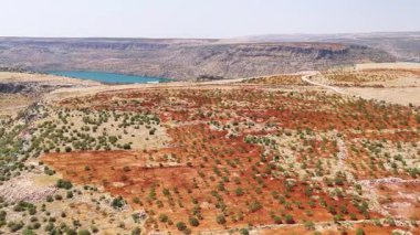 Kuru tarlalar boyunca uzanan yeşil şam fıstığı ağaçları.