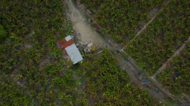 Yüksek görünüm düzenli tropikal ekinleri gösteriyor.