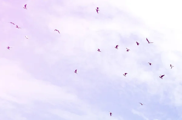 Muitas Gaivotas Brancas Voam Céu Azul Nublado — Fotografia de Stock