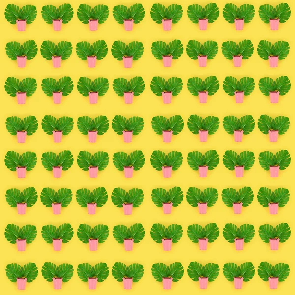 Tropical palm monstera leaves lies in a pastel pails on a colored background. Flat lay trendy minimal pattern. Top view — Stock Photo, Image