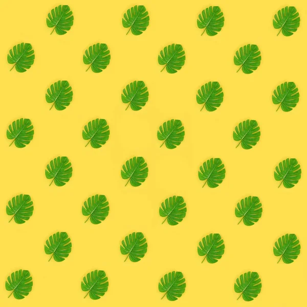 Hojas de palma tropical monstera se encuentra en un papel de color pastel. Naturaleza patrón de concepto de verano. Composición plana. Vista superior — Foto de Stock