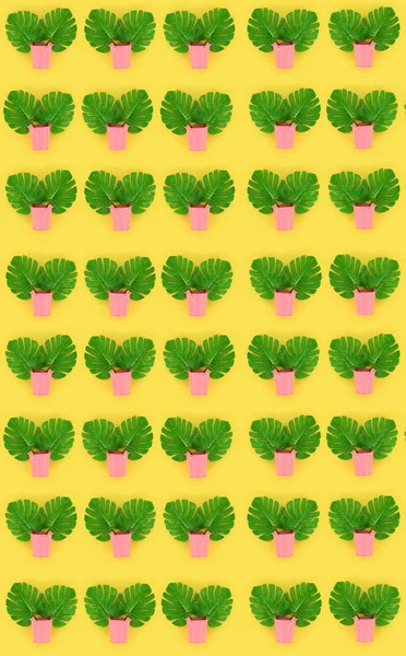 Tropical palm monstera leaves lies in a pastel pails on a colored background. Flat lay trendy minimal pattern. Top view — Stock Photo, Image