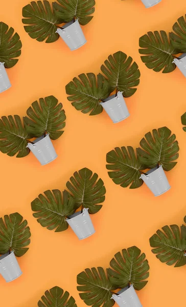 Tropical palm monstera leaves lies in a pastel pails on a colored background. Flat lay trendy minimal pattern. Top view