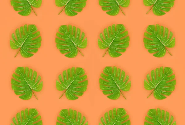 Tropische palm monstera bladeren ligt op een pastel gekleurd papier. Natuur zomer concept patroon. De samenstelling van het plat lag. Bovenaanzicht — Stockfoto