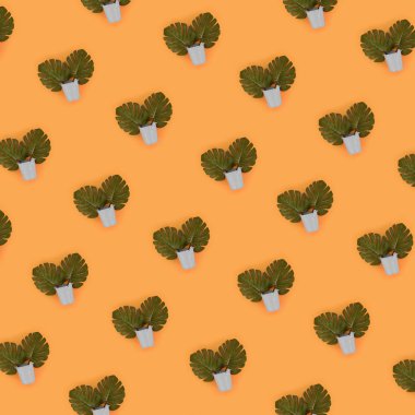 Tropikal palmiye monstera yaprakları renkli bir arka plan üzerinde pastel bir kova yatıyor. Düz yatıyordu trendy en az desen. Üstten görünüm