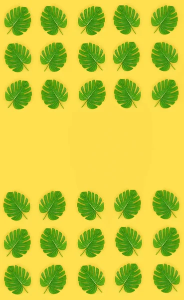 Le foglie tropicali di palma monstera giacciono su una carta color pastello. Natura estate modello di concetto. Composizione laica piatta. Vista dall'alto — Foto Stock
